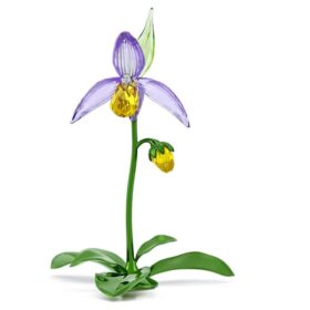 Florere Lady Slipper Orchid